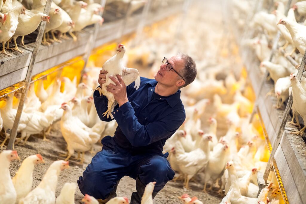 Pioneers in sustainable poultry farming