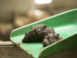 Reduced clostridium diarrhoea through change in feeding approach