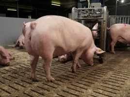 Sows that are less fit give less milk