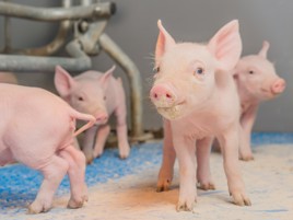 Proper sow milk supplementation is crucial