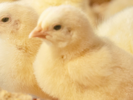 Start-up of doctoral research into broiler breeder nutrition and chick quality