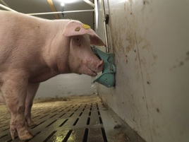 Tips on how to keep your pigs cool during the summer