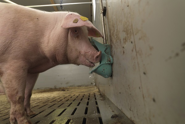 Tips On How To Keep Your Pigs Cool During The Summer