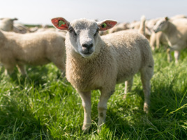 6 feed production facts 