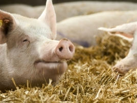 Premium sow feed for predictable fertility