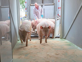 Royal De Heus launches centre for practical research into pig nutrition                         
