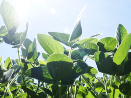 Royal De Heus goes for sustainable soy in Europe 