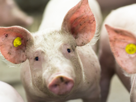 How sharing knowledge improved the health status of pigs in Brazil