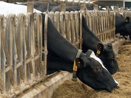 Immediate insight into dairy herd ration efficiency