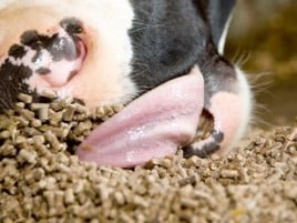 Feeding focused on a net profit  per cow