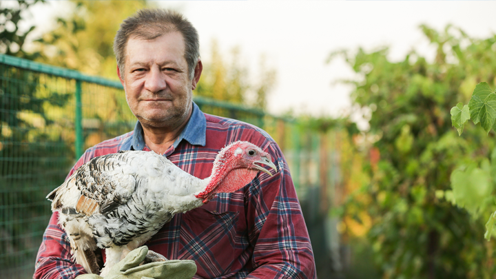 Polish Turkey Breeder