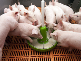 Weaning piglets without any problems
