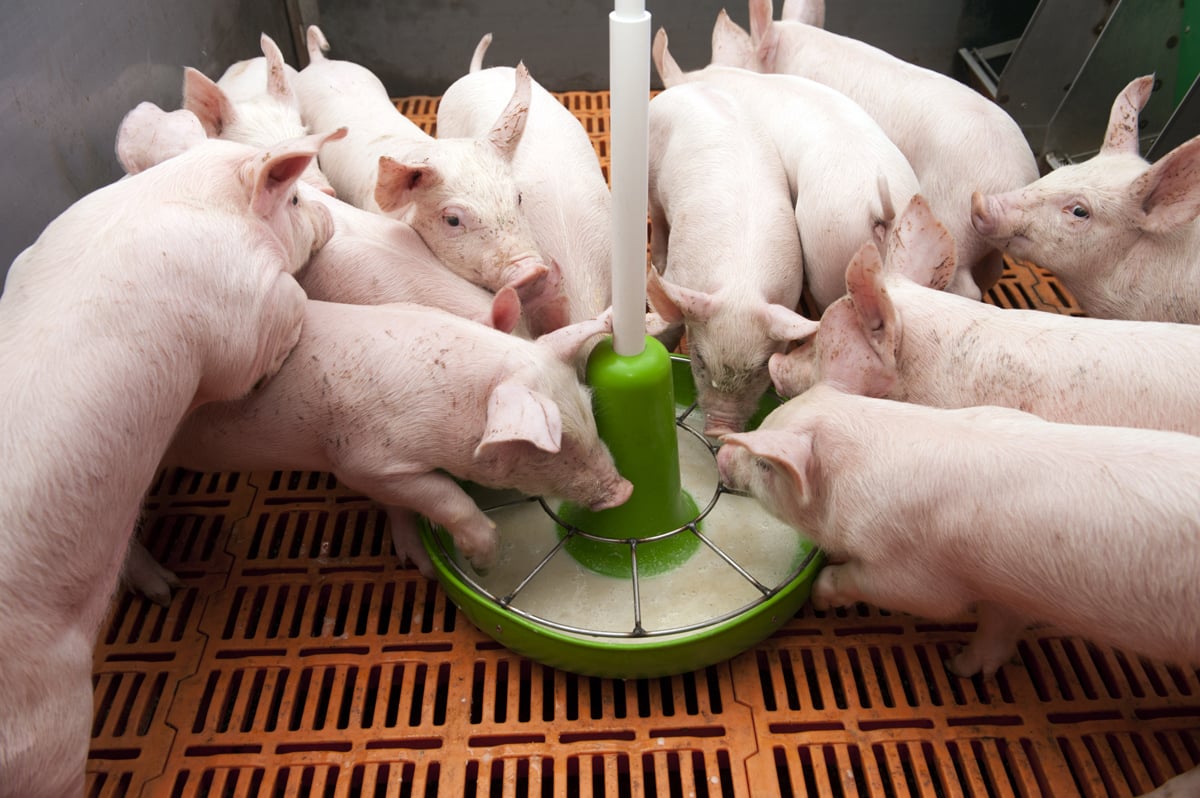 Weaning piglets without any problems