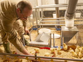 Fatter mother hens for vital broilers?