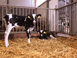 How to make the most of your heifer potential