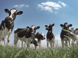 The crucial period in calf rearing