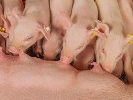 Exploiting the qualities of Danish sows