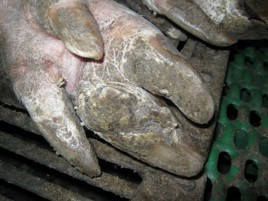 Preventing lameness in sows