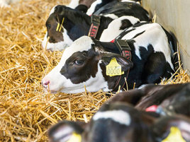 Rearing calves when the seasons get difficult