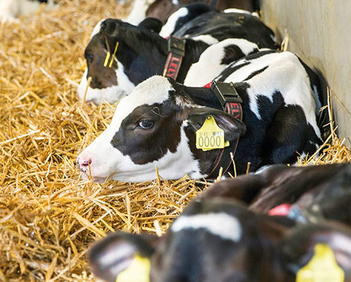 Rearing calves when the seasons get difficult