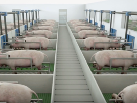 Royal De Heus starts development of new ‘Pig Nutrition Centre’