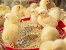 Optimal feeding of broiler breeders to produce vital broilers