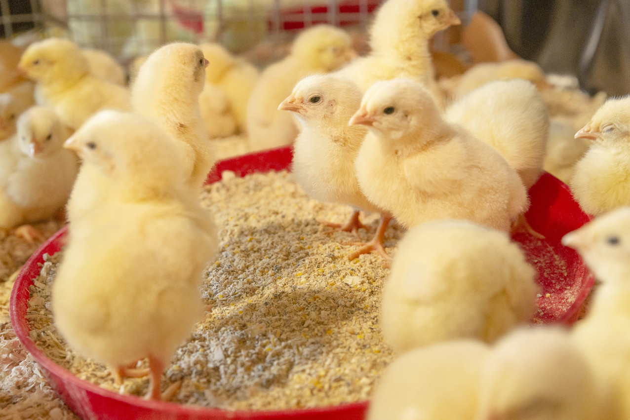 Optimal feeding of broiler breeders to produce vital broilers