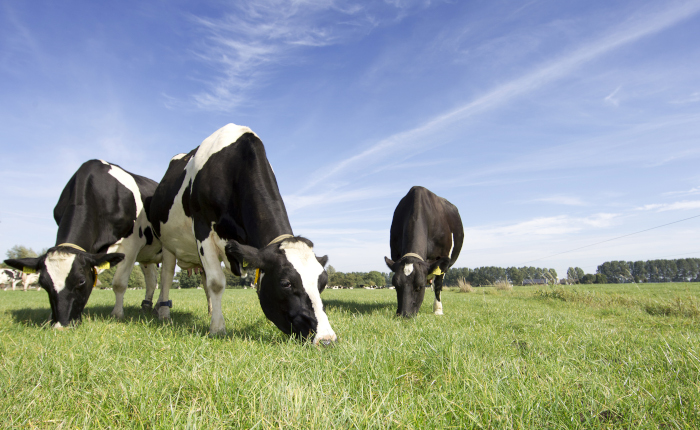 Global Lead Engineer Infrastructure