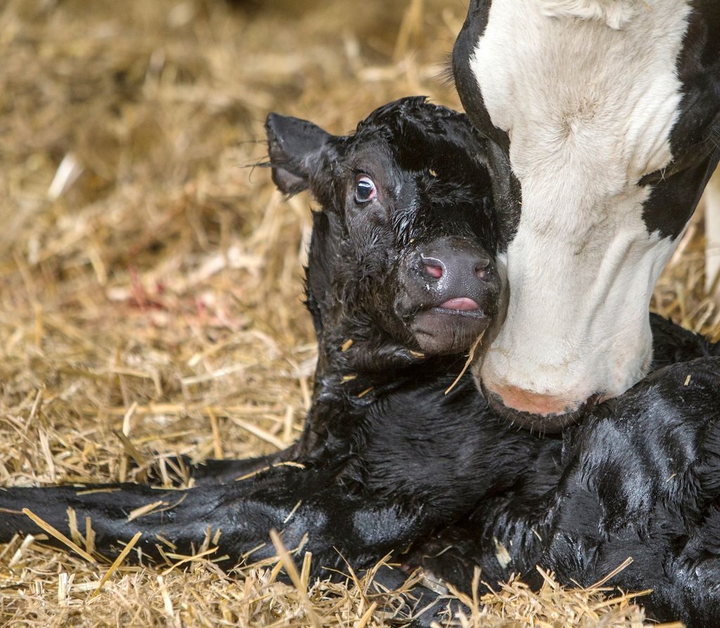 Formulator Middle East and Africa