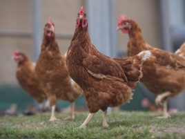 International Product Manager Poultry Africa
