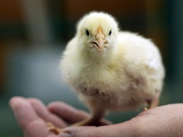 Poultry | De Heus Animal Nutrition