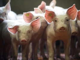Nutritionist Poultry / Swine