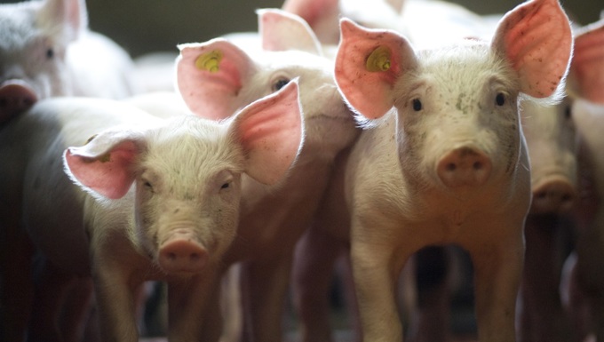 a group of cute piglets inside the farm.