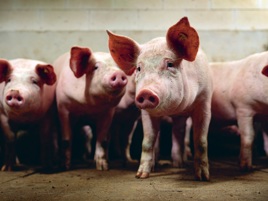 Daniel can spend more time with his family thanks to healthy animals