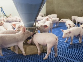 Investing in piglets pays off