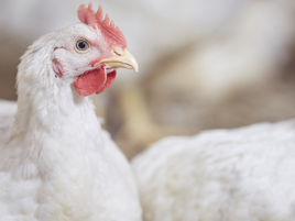 Senior Researcher Poultry