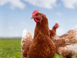 Group Manager Nutrition & Support Poultry