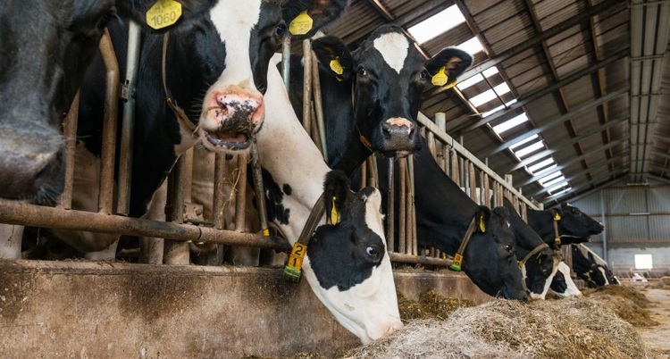 Astaxanthin supplier Astaxanthin supplier