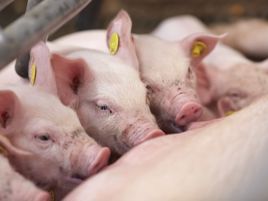 Trainee Swine Nutrition