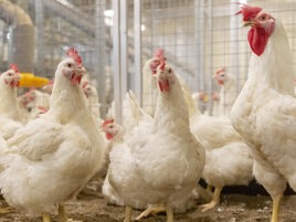 Reducing the global usage of antibiotics to stop antimicrobial resistance