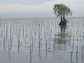 Planting mangrove forests to contribute to sustainability