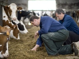 Stimulate the efficiency of phosphates and minerals