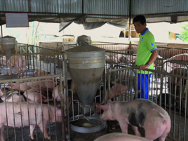 Assuring the existence of pig farmers in South-East Asia