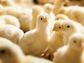 How quality genetics have been transforming the nation’s poultry value chain