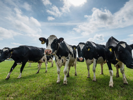 ‘With a transparent carbon footprint of feed, De Heus provides opportunities for the entire value chain’
