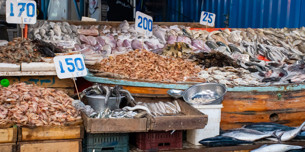 Optimising feed production in Egypt