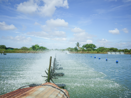 In Indonesia, bacteria help shrimp farmers to improve their biosecurity