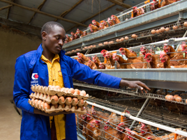 Achieving local impact as a supplier of animal feed