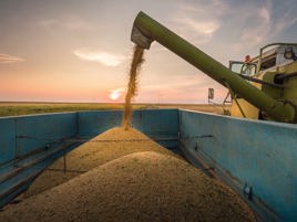 Our approach to sustainable soy