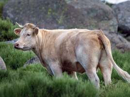 Farmers: the guardians of biodiversity
